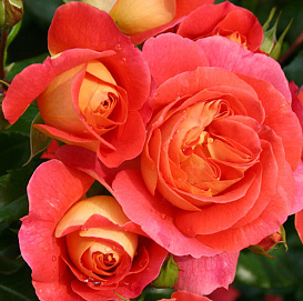 Роза 'Братья Гримм' (флорибунда) 