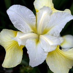 Ирис сибирский 'Баттер энд Шугар'