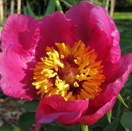 Пион лекарственный 'Анемонифлора' (малиновый)