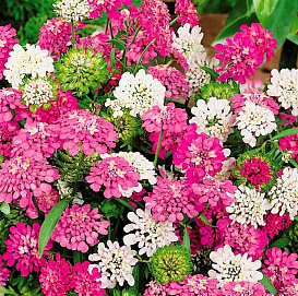 Семена Иберис