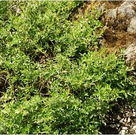 Ива ползучая