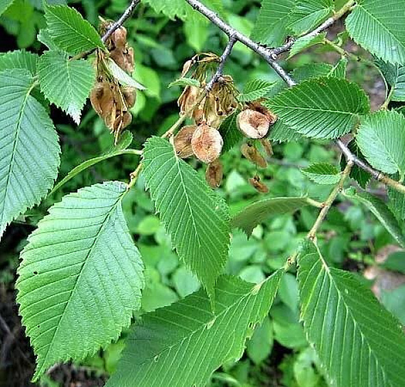 Вяз гладкий