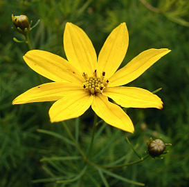 Кореопсис мутовчатый