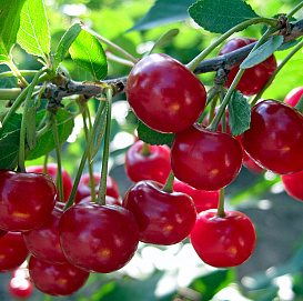 Вишня обыкновенная сортовая