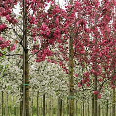Яблоня декоративная 'Мокум'