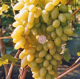 Виноград 'Мускат летний'