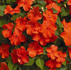 Бальзамин Уоллера 'Визард Велвет Ред' (красный)