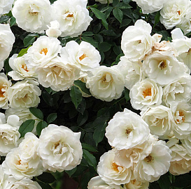 Роза 'Клаймин Айсберг' (плетистая) (белая)