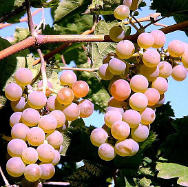 Виноград 'Аркадия'