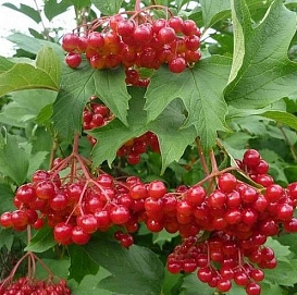 Калина плодовая 'Соузга'