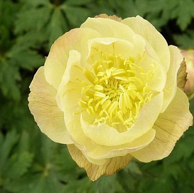 Купальница 'Алабастер'