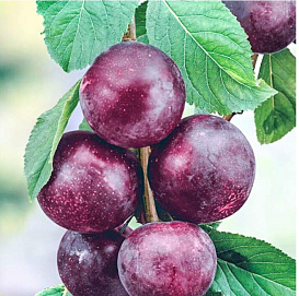 Шарафуга 'Вельвет Санрайз' (абрикос/слива/персик)