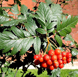 Рябина дуболистная (подвой)