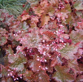 Гейхера гибридная 'Рейчел'