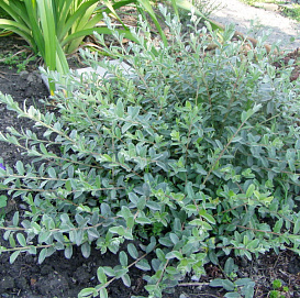 Ива ползучая 'Грин Карпет'