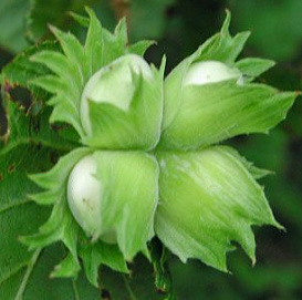 Фундук 'Тамбовский ранний'