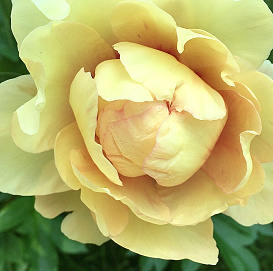 Пион Ито-гибрид 'Лемон Дрим' (желтый)