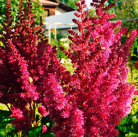 Астильба китайская 'Кардинал'