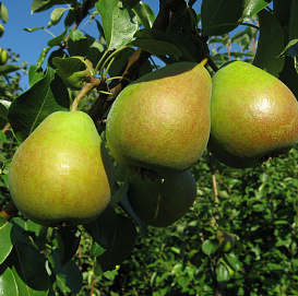 Груша Древо-сад (Мраморная-Любимица Яковлева)