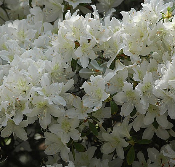 Рододендрон японский (азалия) 'Палестрина' (белый)