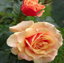 Роза 'Карамелла' (шраб) (персиковая)