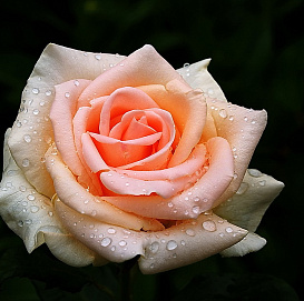 Роза 'Осиана' (чайно-гибридная) (персиково - белая)