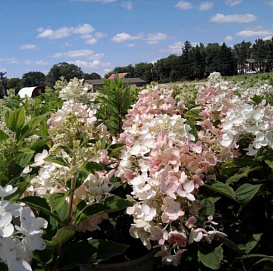 Гортензия метельчатая 'Тиклед Пинк'