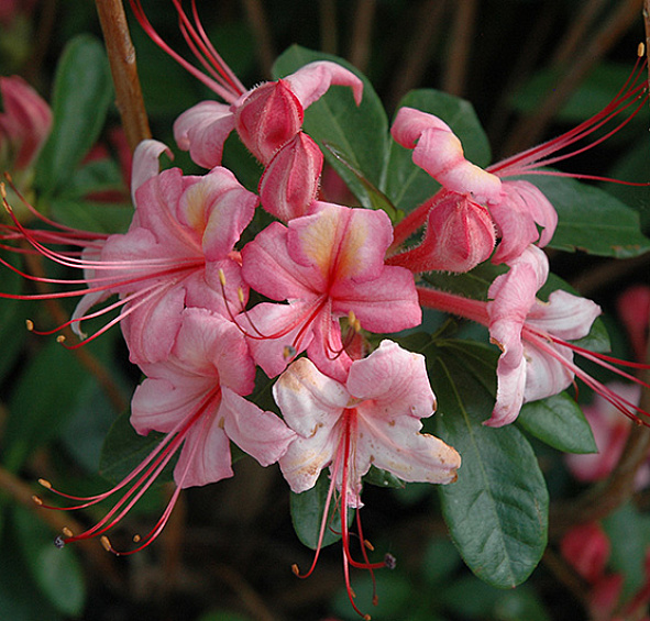 Рододендрон желтый (азалия) 'Пинк энд Свит' (розовый)