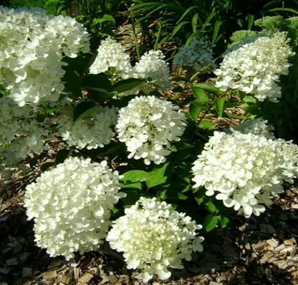 Гортензия метельчатая 'Бомбшел'