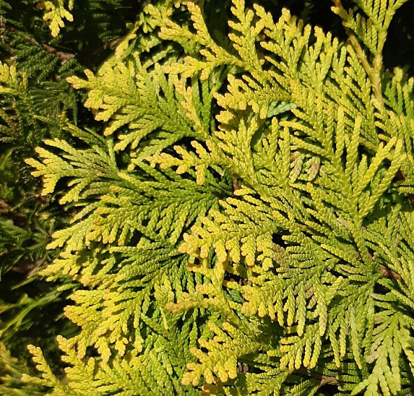 Туя западная 'Еллоу Риббон'