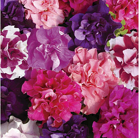 Петуния (сурфиния) гибридная 'Дуо' (смесь)