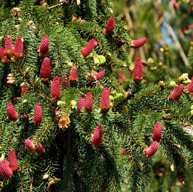 Ель обыкновенная Акрокона (Acrocona)