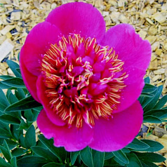 Пион лекарственный 'Анемонифлора' (малиновый)