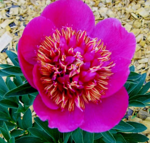 Пион лекарственный 'Анемонифлора' (малиновый)