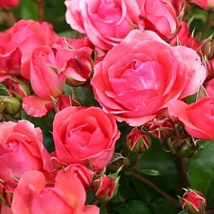 Роза 'Личтблик' (почвопокровная) (лососево-розовая)