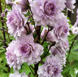 Дельфиниум (живокость) 'Ча Ча'