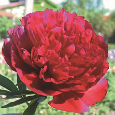 Пион молочноцветковый 'Рэд Монарх'  (винно - красный)