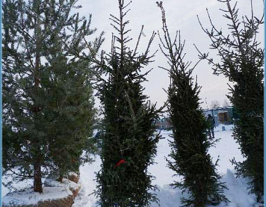 Фотоальбом Хвойные деревья с комом для зимней посадки. Ель, сосна. Фотография 5