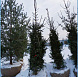 Фотоальбом Хвойные деревья с комом для зимней посадки. Ель, сосна. Фотография 5