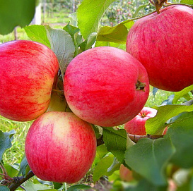 Яблоня домашняя 'Мельба/Конфетное' (двойная прививка)