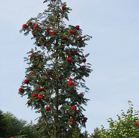 Рябина обыкновенная 'Фастигиата'