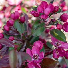 Яблоня декоративная 'Вейтс Скарлет'