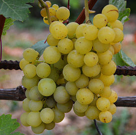 Виноград 'Русский янтарь'