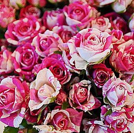 Роза 'Флеш Денc' (чайно-гибридная) (розово - белая)