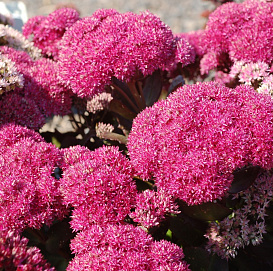 Седум гибридный (Очиток)