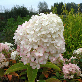 Гортензия метельчатая