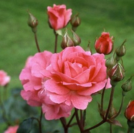 Роза 'Том Том' (флорибунда) (кораловая)