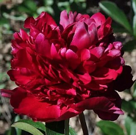 Пион молочноцветковый 'Биг Ред Бумер Сунер'