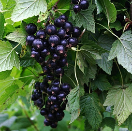 Смородина черная 'Петербурженка'