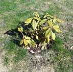 Галерея проектов: Коттеджный поселок Южные дачи, 8 соток КП Южные дачи